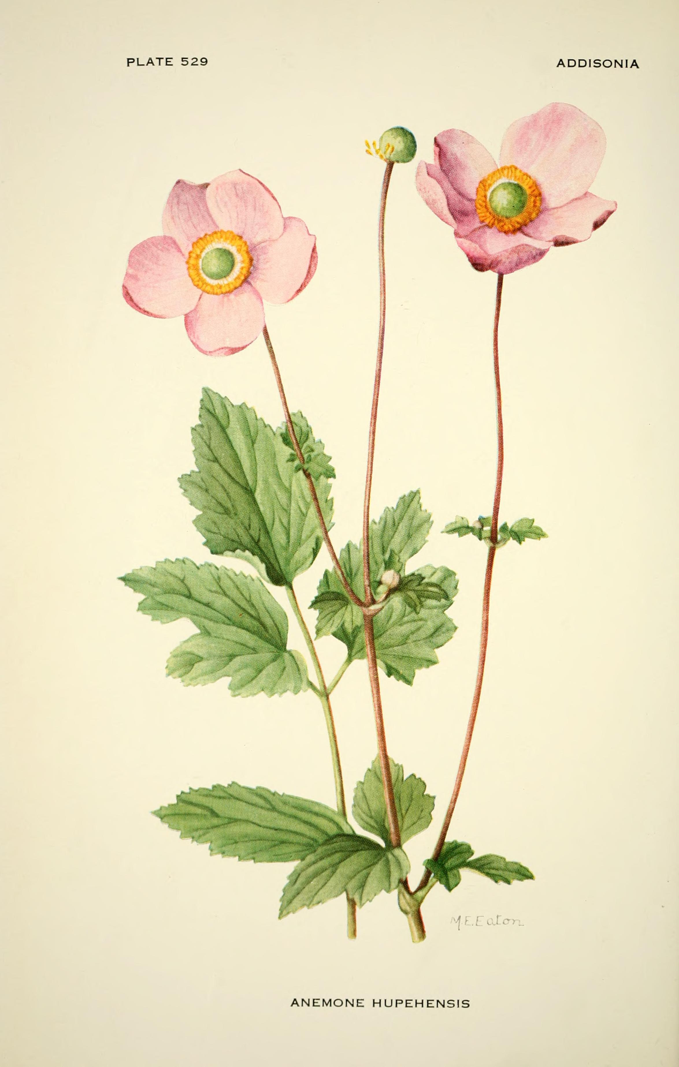 Anemone hupehensis.jpg